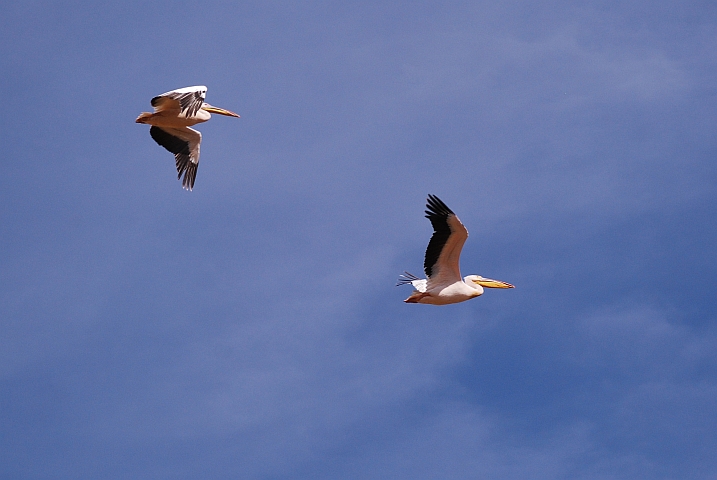 Zwei Great White Pelicans (Rosapelikane) im Flug