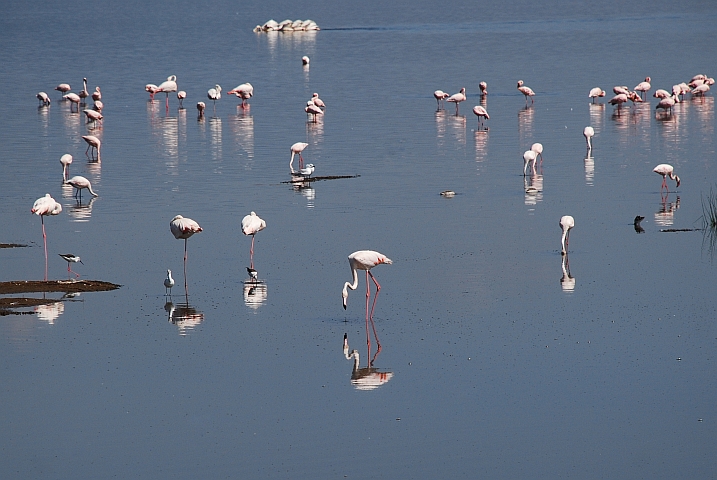 Flamingos, Pelikane und andere Wat- und Wasservögel im Lake Nakuru