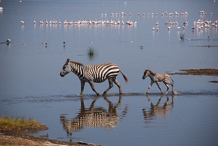 Kleines Zebra folgt seiner Mutter durchs seichte Wasser des Nakurusees