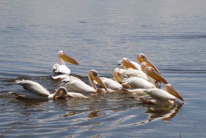 Great White Pelicans (Rosapelikane) als Schwimmverband