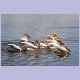 Great White Pelicans (Rosapelikane) als Schwimmverband