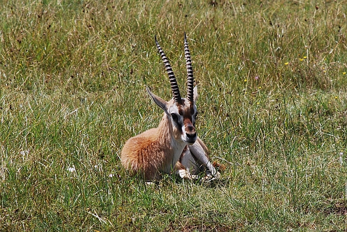 Sitzende Thomson’s Gazelle