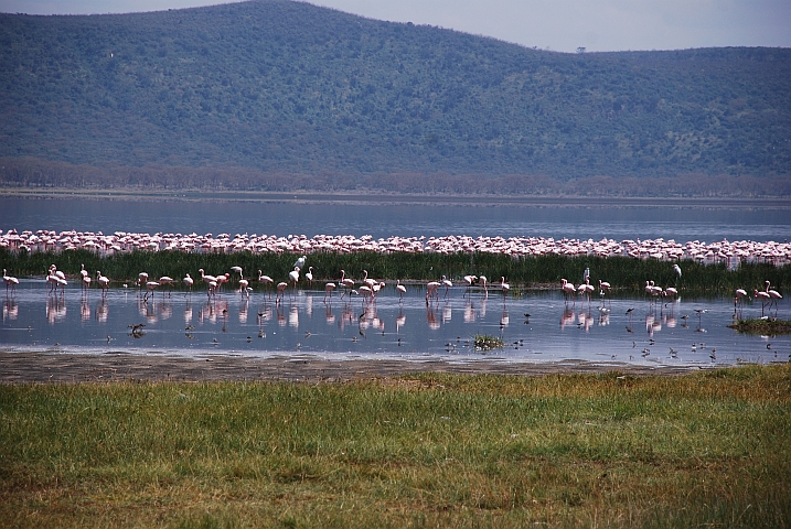 Flamingos am Lake Nakuru