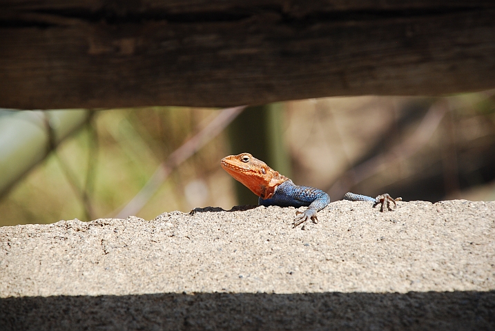 Farbige Echse mit blauem Rumpf und orangem Kopf