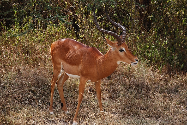 Impala-Bock im Lake Nakuru Nationalpark