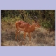 Impala-Bock im Lake Nakuru Nationalpark