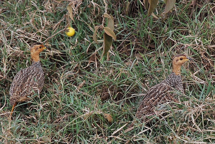 Zwei Coqui Francolin (Coquifrankolin)