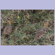 Zwei Coqui Francolin (Coquifrankolin)