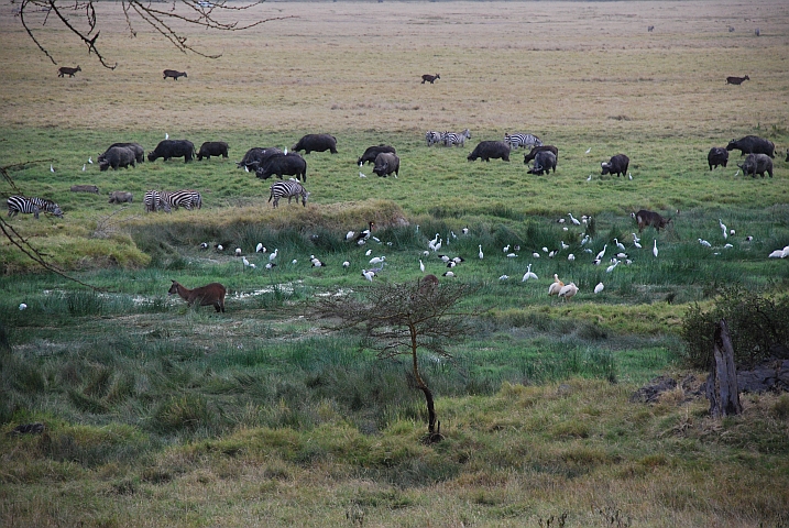 Tiervielfalt auf engstem Raum im Lake Nakuru Nationalpark