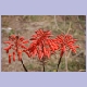 Blütenstaude mit roten Rispen