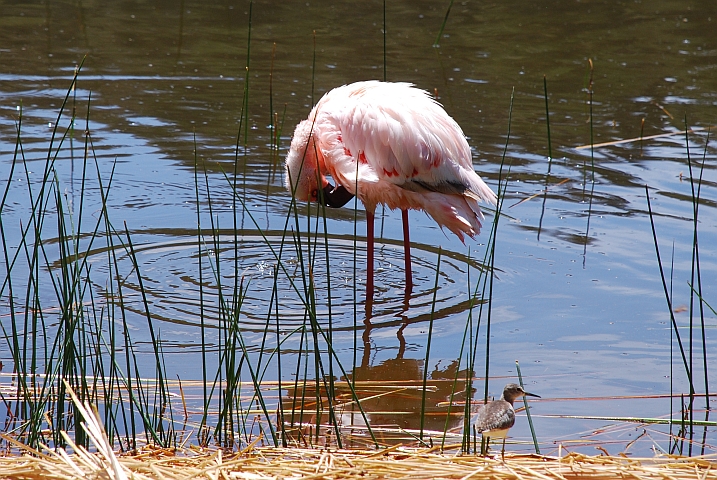 Lesser Flamingo (Zwergflamingo) und ein Common Sandpiper (Flussuferläufer)