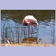 Lesser Flamingo (Zwergflamingo) und ein Common Sandpiper (Flussuferläufer)