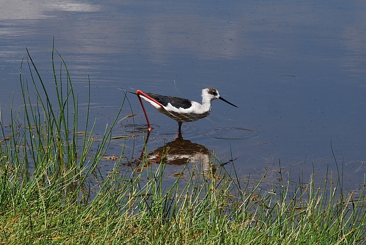 Black-winged Stilt (Stelzenläufer)