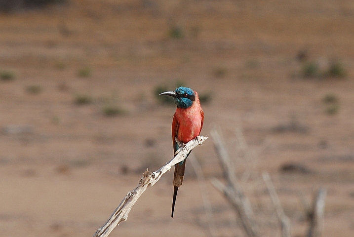 Northern Carmine Bee-eater (Scharlachspint)