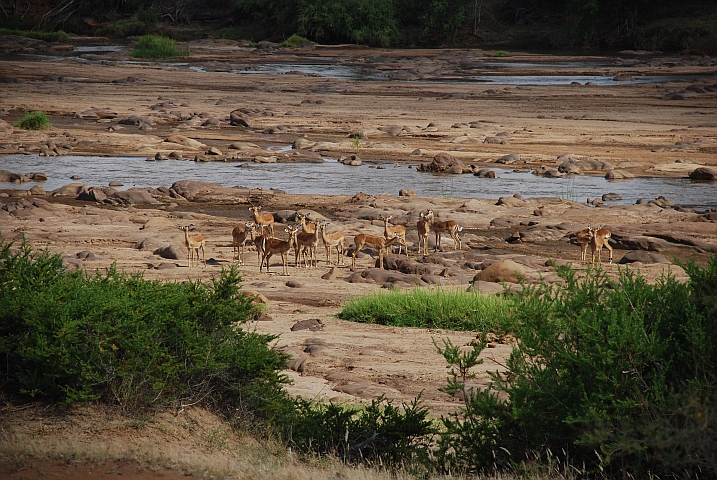 Impalas am Galana Fluss