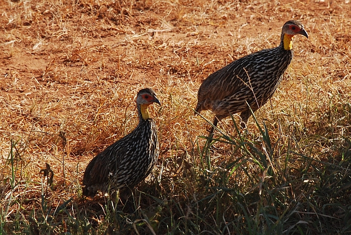 Yellow-necked Spurfowl (Gelbkehlfrankolin)