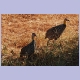 Yellow-necked Spurfowl (Gelbkehlfrankolin)