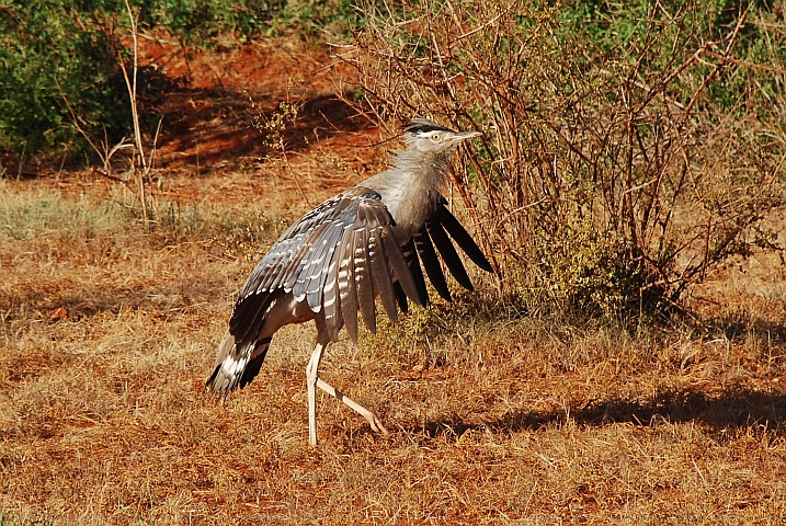 Kori Bustard (Riesentrappe)