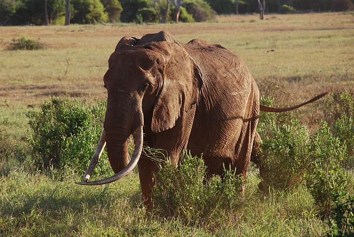 Elefantenbulle mit beeindruckenden Stosszähnen in Tsavo-East