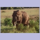 Elefantenbulle mit beeindruckenden Stosszähnen in Tsavo-East