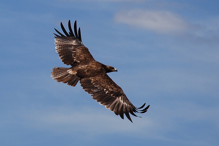 Wahrscheinlich ein Tawny Eagle (Raubadler) im Flug