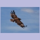 Wahrscheinlich ein Tawny Eagle (Raubadler) im Flug