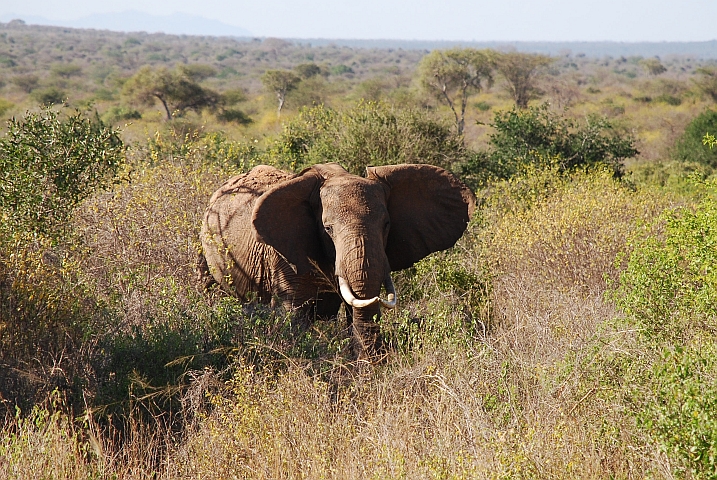 Noch ein stattlicher Elefantenbulle, diesmal in Tsavo-West