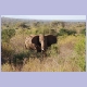Noch ein stattlicher Elefantenbulle, diesmal in Tsavo-West