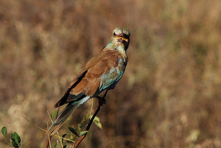 European Roller (Blauracke)