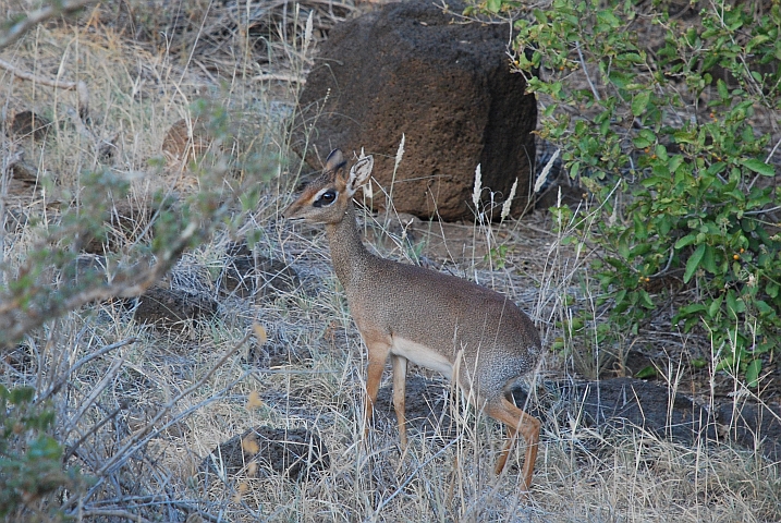 Kirk’s Dikdik