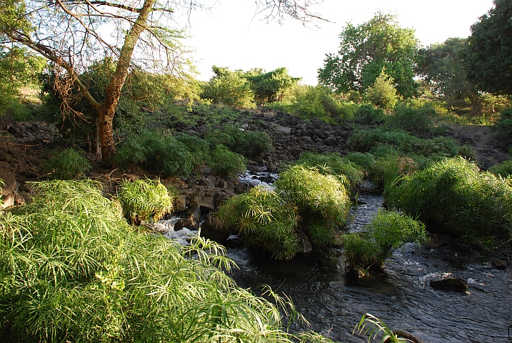 Mzima Springs im Tsavo-West Nationalpark