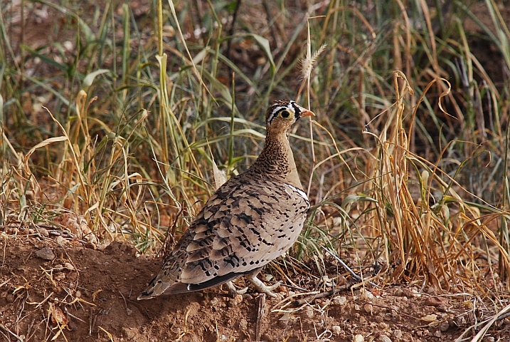 Black-faced Sandgrouse (Schmuckflughuhn)