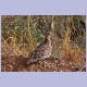 Black-faced Sandgrouse (Schmuckflughuhn)