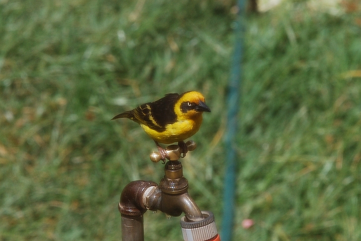 Baglafecht Weaver (Baglafechtweber)