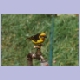 Baglafecht Weaver (Baglafechtweber)