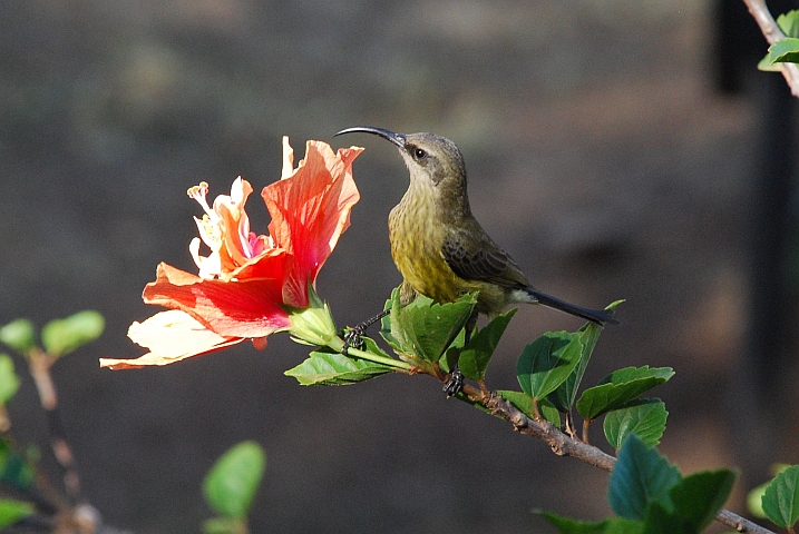 Bronze Sunbird (Bronzennektarvogel) (f)