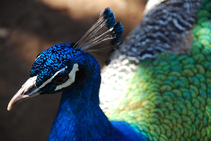 Pfau