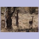 Gerenuk Gazellenpaar im Samburu Nationalreservat