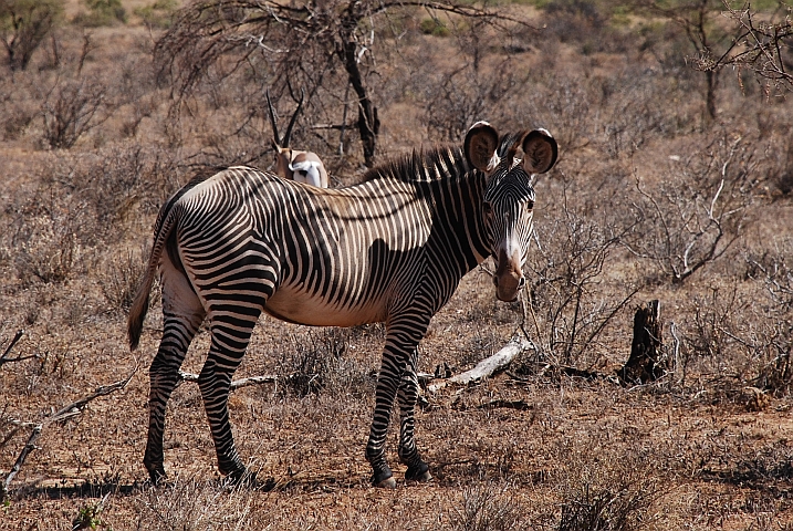 Grevy’s Zebra: Man beachte das etwas andere Streifenmuster