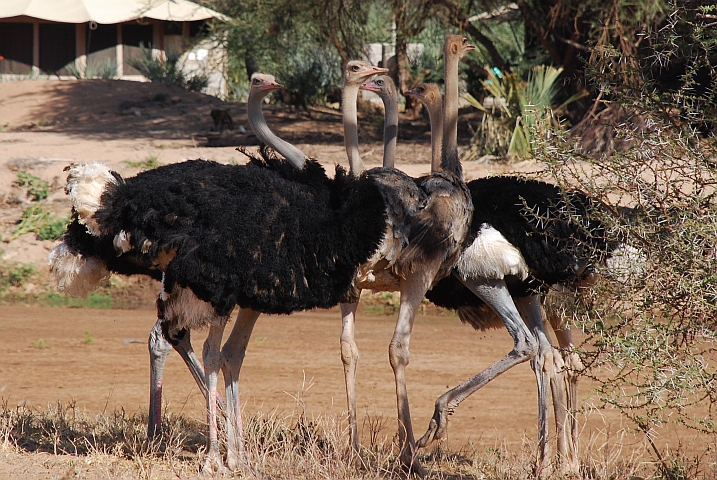 Somali Ostrich (Strauss)