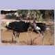 Somali Ostrich (Strauss)