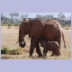 Elefantenjunges säugt bei seiner Mutter