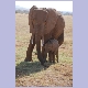 Elefantenmutter mit ihrem Jungen