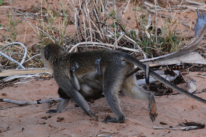 Vervet Monkey mit ihrem sich an den Bauch klammernden Jungen