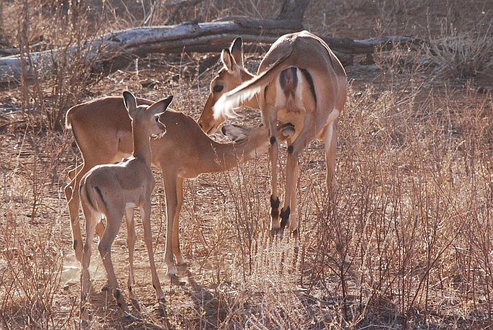 Impala beim Säugen