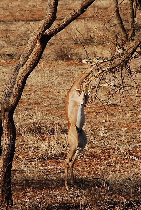 Gerenuk