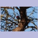 Nubian Woodpecker (Nubierspecht) (m)