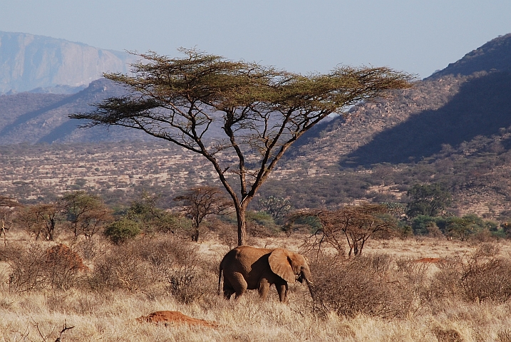 Elefant vor einer Akazie im Buffalo Springs Nationalreservat bei Archer’s Post