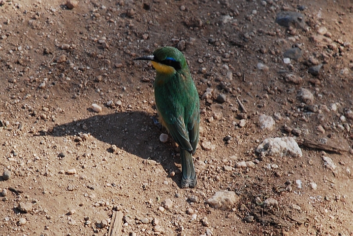 Junger Cinnamon-chested Bee-eater (Bergspint)