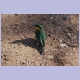 Junger Cinnamon-chested Bee-eater (Bergspint)